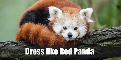 The Red Panda Costume